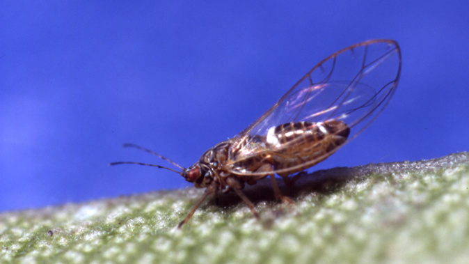 An adult psyllid (Ward Stepman, BCP Ltd).