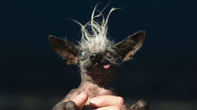 The World's Ugliest Dog is 17-year-old Chinese crested Chihuahua-cross SweePea Rambo (Getty Images).