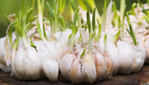 Ruud Kleinpaste: Garlic Experiments - early planting