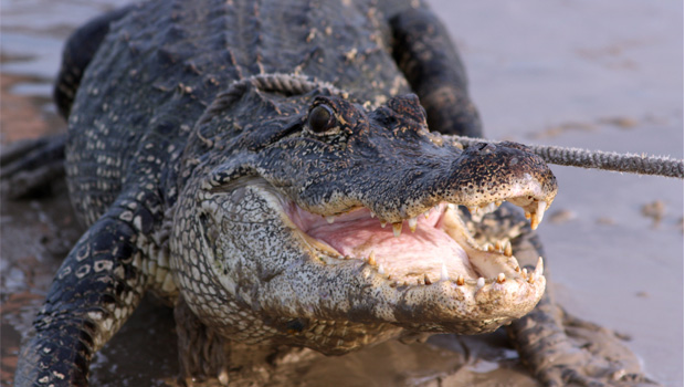 Alligator (Stock Xchng).