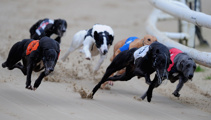 Fresh calls to ban greyhound racing from activists- and Labour