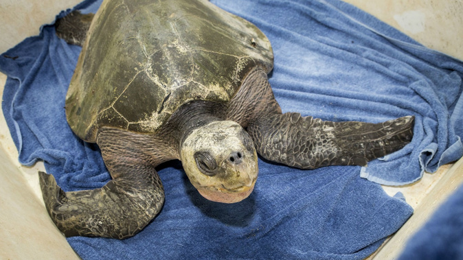 A rare olive ridley turtle was found in southern Hawke's Bay. Photo / Lauren Buchholz / DOC