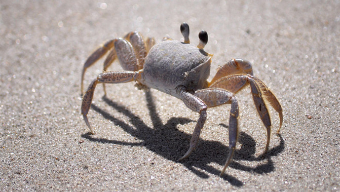 Crab-pot fishing has been seasonally banned at Omaha Beach (Stock Xchng).
