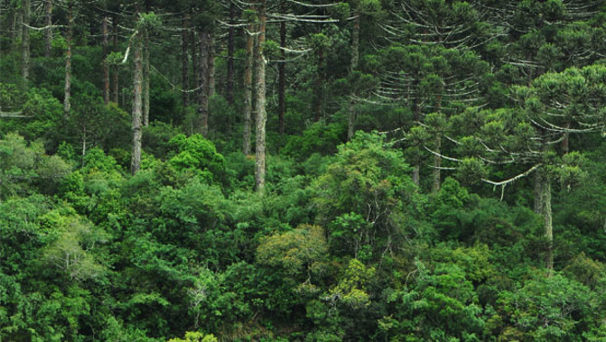Forest and Bird is thankful the government's finally delivered on its election promises when it comes to pest control. Photo / Stockxchng