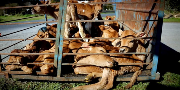 Calves left in crate without shelter, food or water before pick up for slaughter. From a video by Farmwatch and SAFE to highlight animal cruelty in the New Zealand dairy industry. Photo / Supplied