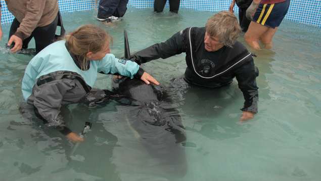 Dr Ingrid Visser and marine biologist Jeff Foster with the orca calf (Supplied).