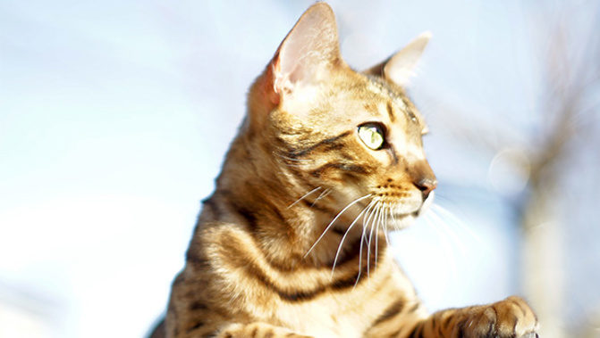 Cats in Wellington will soon have to be micro-chipped after councillors voted to change bylaws today (Photo / Stockxchng)