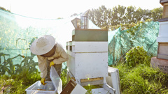 Apiculutre NZ is meeting with police to discuss the influx of crime in the honey industry (Getty Images)