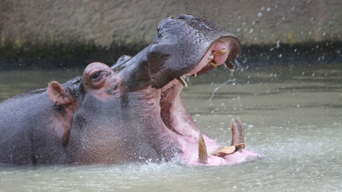 Faith was euthanised after being fatally ill (Auckland Zoo).