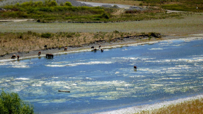 Cows photographed grazing in the Tukituki River (Tom Belford)