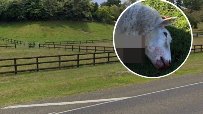 Killer dogs have been terrorising rural properties in Tikitere, Rotorua, and mauling sheep. Main Image / Google