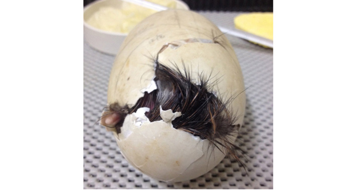 The Kiwi chick born at Auckland Zoo (Supplied).