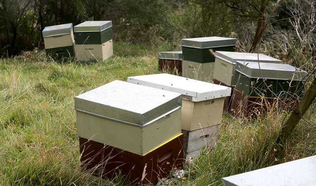 Manuka beehives (NZ Herald)