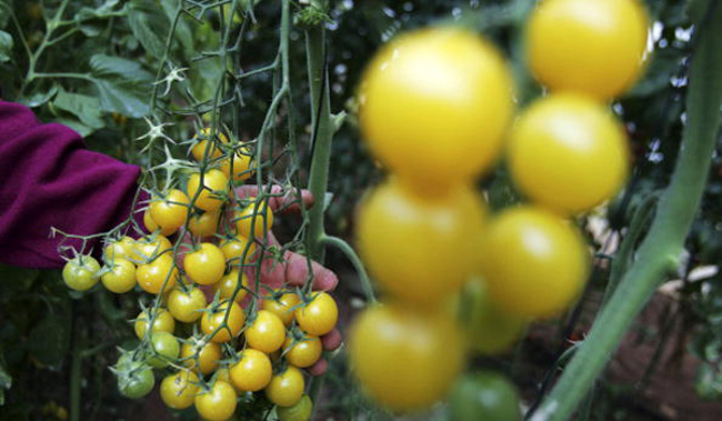Genetically modified crops (File).