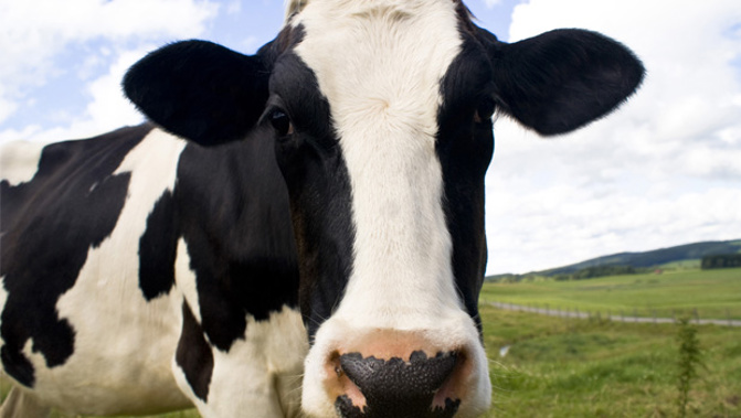 Canterbury Police are asking anyone with information on the cows which could be useful to contact them (Stock xhng).