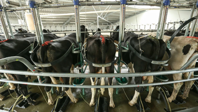 State-owned corporate farmer Landcorp has reported a $9.4 million operating loss in the year to June 30, as declining dairy prices hit revenues (Getty Images)