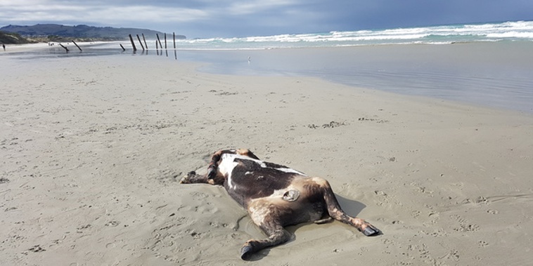 A dead cow that was washed ashore in Dunedin this weekend. (NZ Herald/Adam Haslemore)