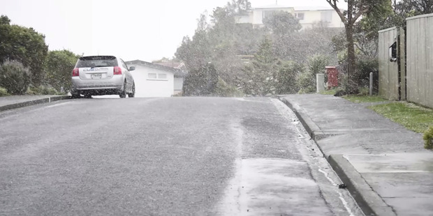 A tree that brought down power lines on Dr's Point Road. Photo / Gregor Richardson