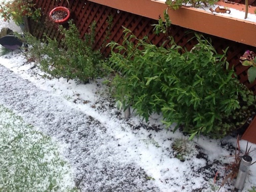 Buildup of snowy sleet. (Supplied)