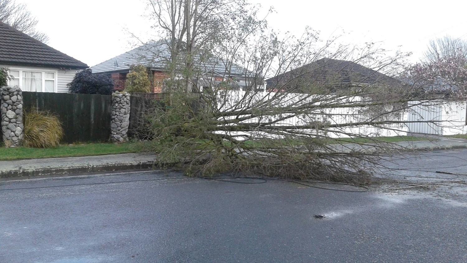 Winds brought down a tree in Papanui (Kara Lucas) 