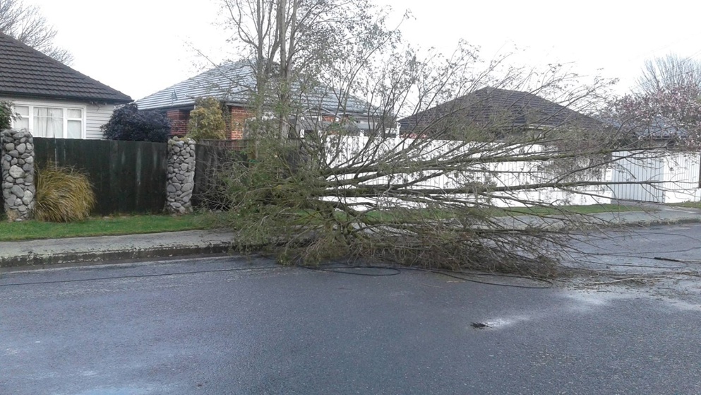 Winds brought down a tree in Papanui (Kara Lucas)
