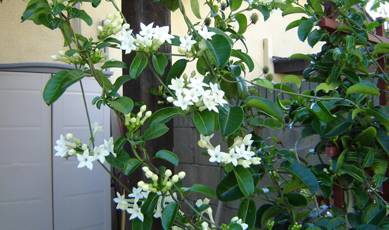 Jacque Tucker: How to make your garden smell great