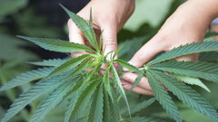 Housing New Zealand said Police executed a search warrant at her house and found drugs, and said the tenant admitted selling up to 60 tinnies of cannabis a day. This was in a report on TV3 (iStock)