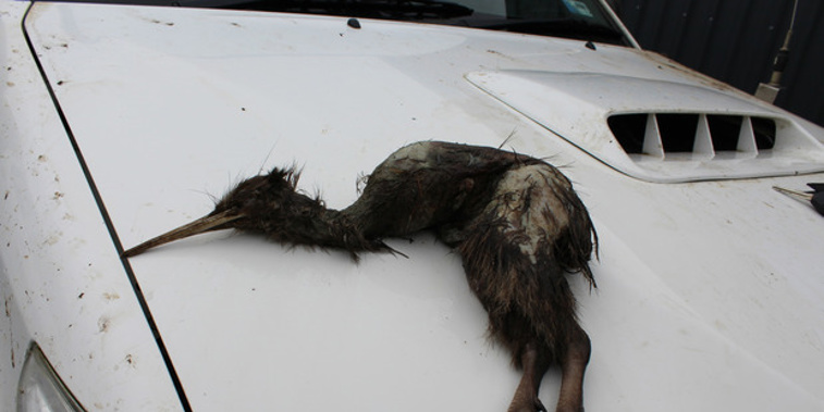 Injuries on the eight-month-old, male brown kiwi were consistent with being savaged by a dog, a Massey University autopsy found (Supplied)