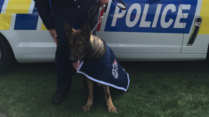 Two-year-old police dog Rush is the youngest dog to win the top spot (Georgia Nelson).