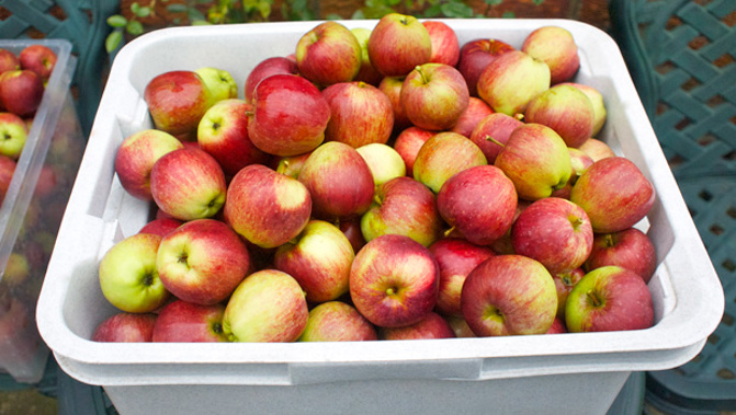 The apple and pear industry is promoting itself as offering a career path with lots of job opportunities (Photo / File)