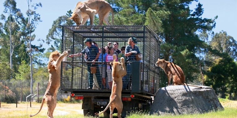 The drive through lion reserve has been at Orana Wildlife Park, on the western outskirts of the city, since 1976 (Photo / NZ Herald)