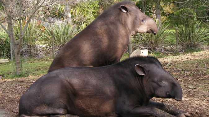 Mr Branco (front) and Mrs Branco at Hamilton Zoo (Supplied).
