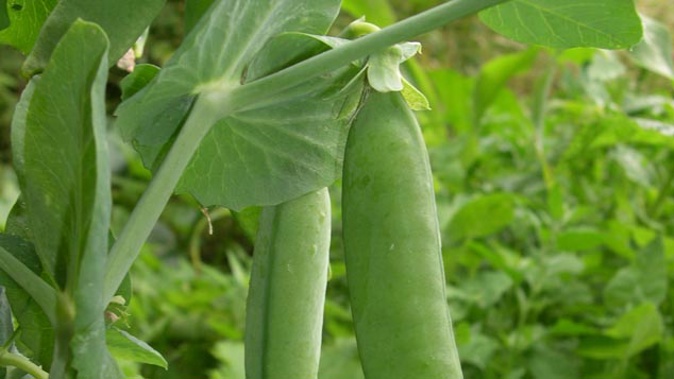 Traps are being laid for the evil weevil that has hit Wairarapa farmers where it hurts - the pea crop, and the pocket (Getty Images)