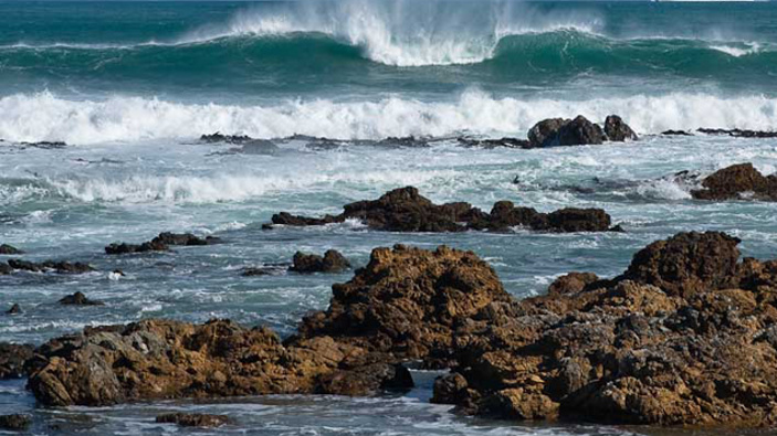 A new report has raised concerns for New Zealand's marine wildlife (Photo / Supplied)