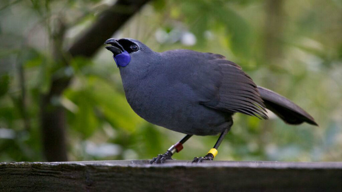 The Kōkako has been crowned New Zealand's Bird of the Year (Photo / Supplied)