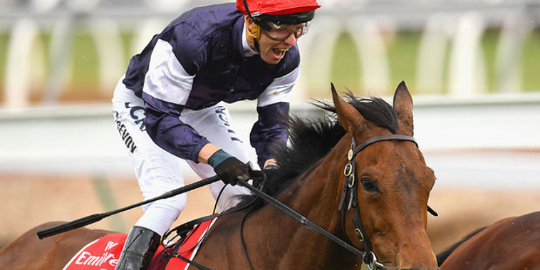 Kiwi punters placed a record 1.4 million bets on the Melbourne Cup this year - a good 400,000 up on last year (Photo / NZH)