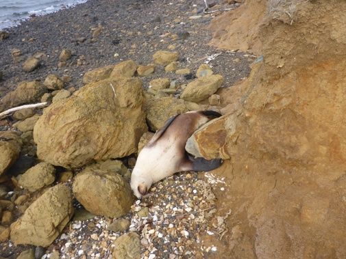 The Department of Conservation is pleading for help from the public, after a sea lion pup was killed on the Otago Peninsula (Supplied)