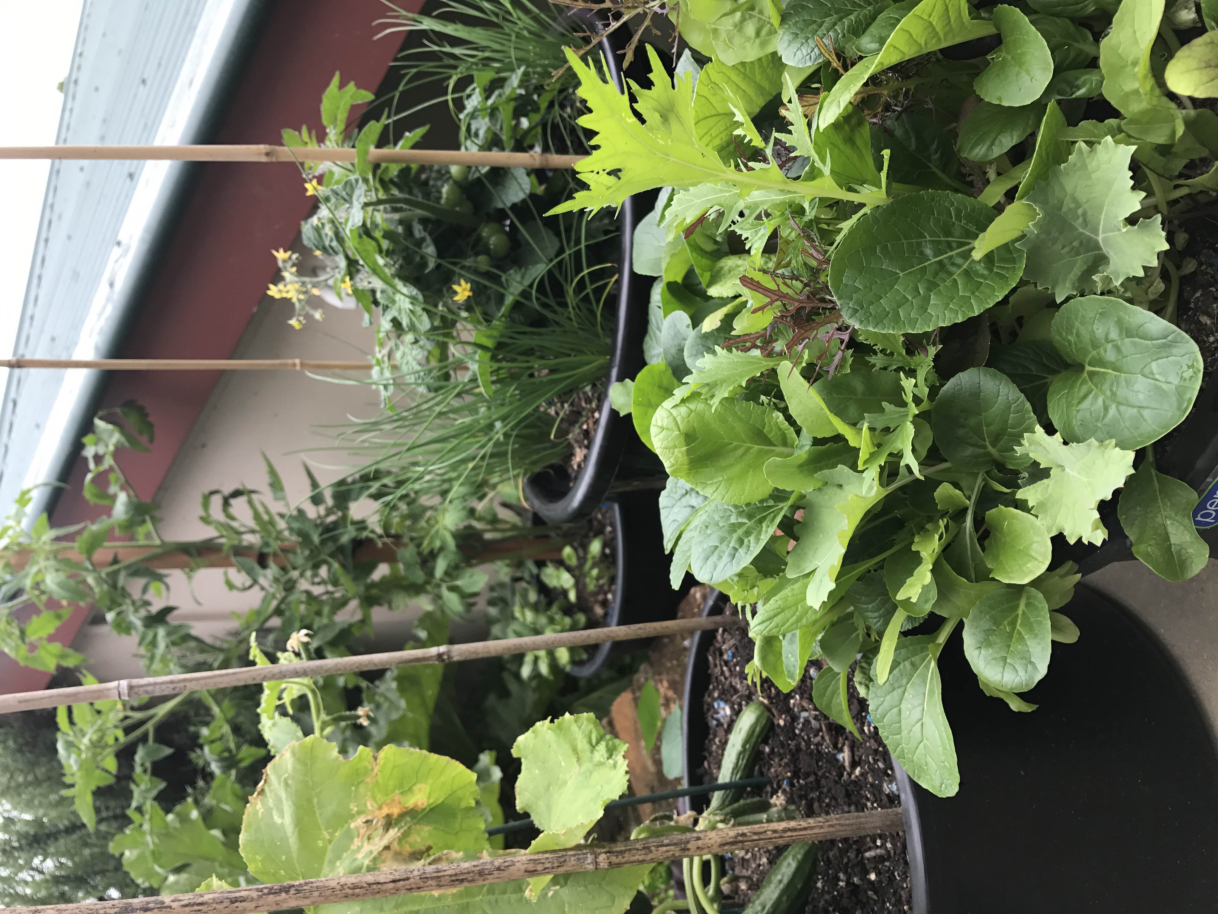 Jacque Tucker: Eat Small