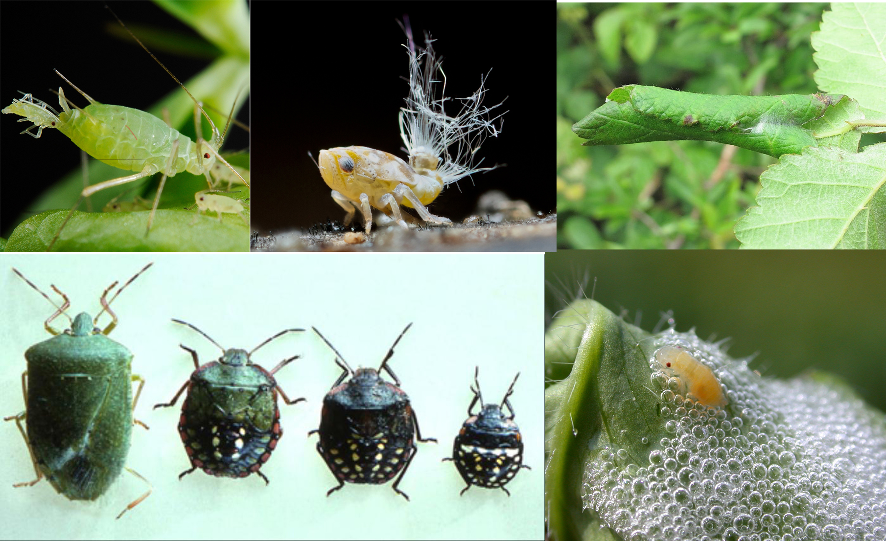 Jacque Tucker: Beastly bugs and where to find them