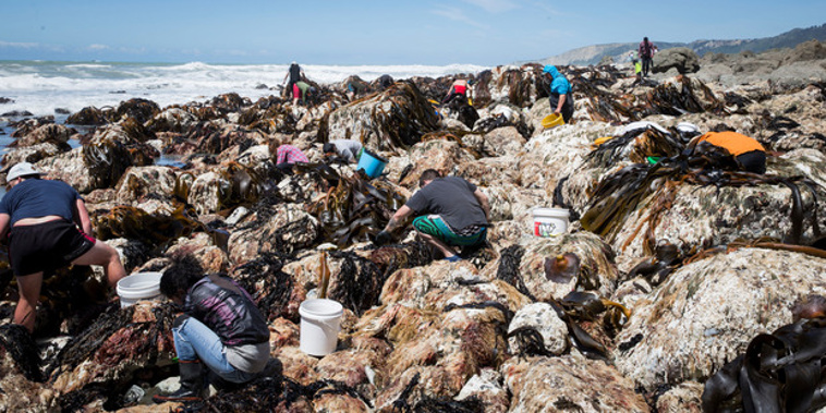 Local iwi Ngai Tahu has granted Mike Vincent temporary customary rights, to help resettle the paua in the low-tide coastline (Mike Scott)