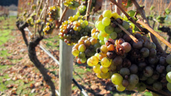 A Marlborough vineyard where there will be a big need for seasonal workers (Getty Images).