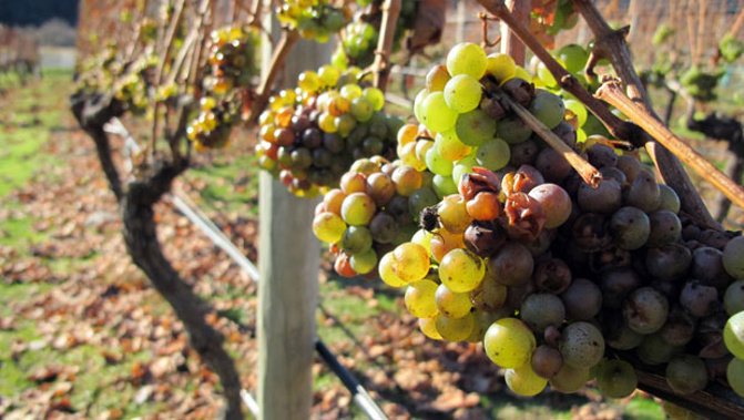 A Marlborough vineyard where there will be a big need for seasonal workers (Getty Images).