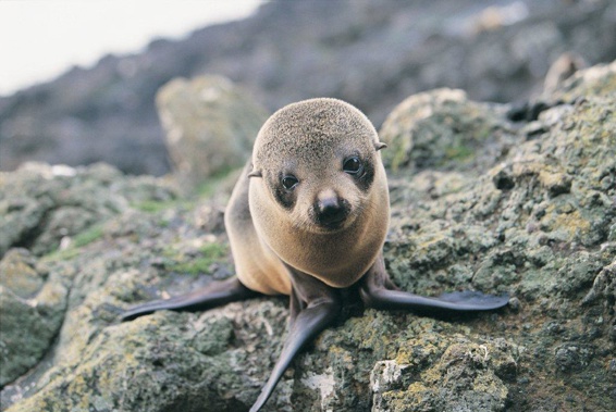 Hundreds of newborn seal pups have been seen north of where the Ohau Point seal colony used to be. (File)