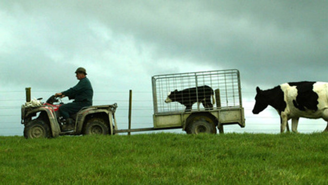 For the first time in eight years, farms are not New Zealand's riskiest workplaces. (Getty Images)