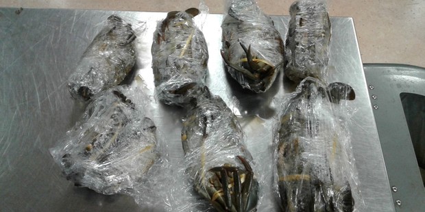 MPI staff found the individually wrapped crabs were still alive. Photo / Supplied