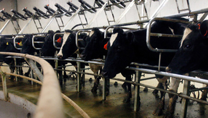 Dairy NZ currently estimates the average farmer will break even at a milk price of $5.05/kgMS. (NZ Herald)
