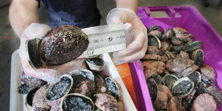 Three groups of divers face prosecution for excess and undersized paua and excess mussels after more than 40 fishery officers conducted land and vessel patrols in Wellington, Kapiti and Wairarapa at the weekend. Photo / File