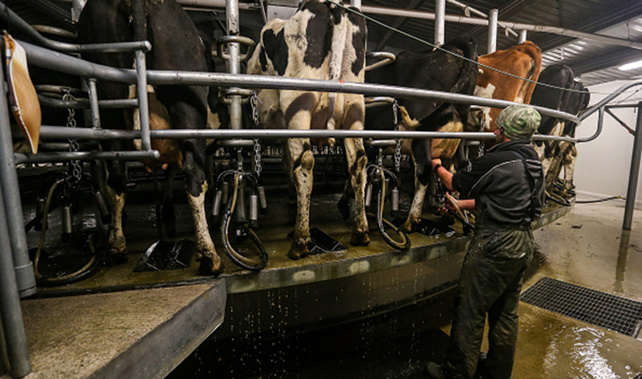 The Global Dairy Trade index has jumped 3.5 percent in the latest auction overnight, to an average $3,622 USD a tonne (Getty Images)