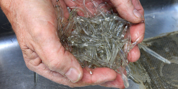 There is no comprehensive catch data on whitebait. Photo / Getty