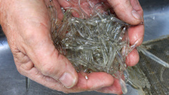 There is no comprehensive catch data on whitebait. Photo / Getty